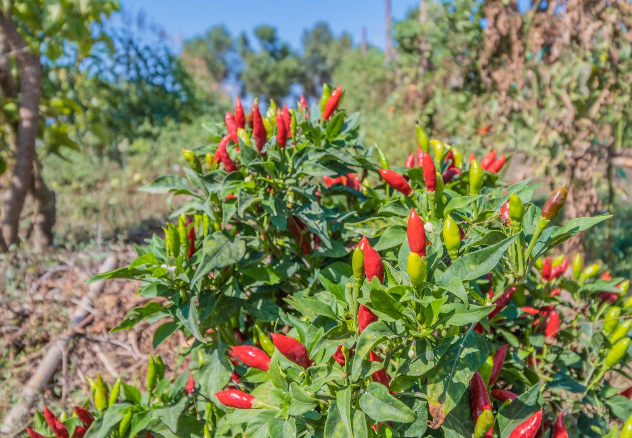 Finca en Cala Romantica - CAN LLORENC Mallorca Villa Selection