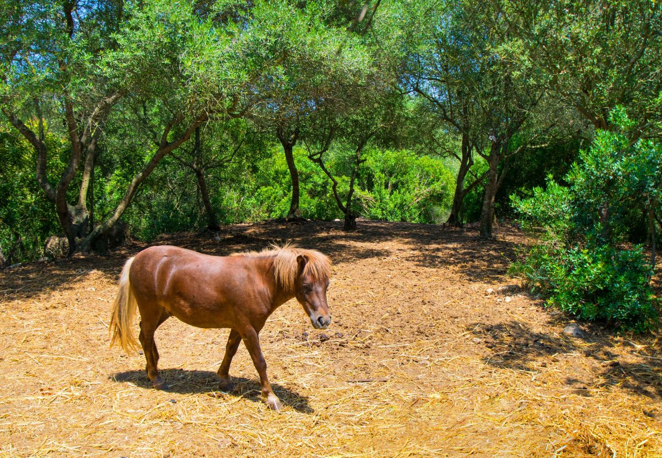 Domaine à Sineu - ES FANGAR Finca pour 6 avec piscine à Sineu