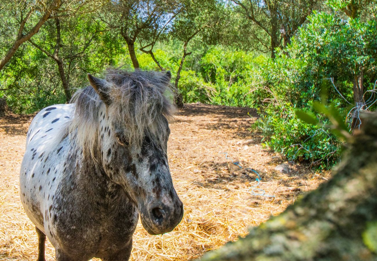 Domaine à Sineu - ES FANGAR Finca pour 6 avec piscine à Sineu